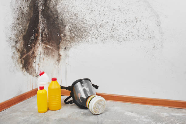 Why You Should Choose Our Mold Remediation Services in Tonkawa, OK